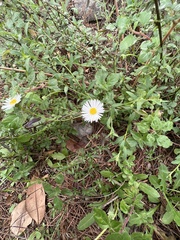 Bellis sylvestris