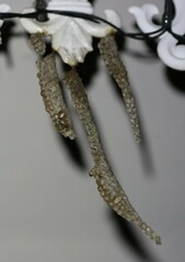 Ropalidia revolutionalis