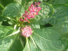 Phytolacca acinosa