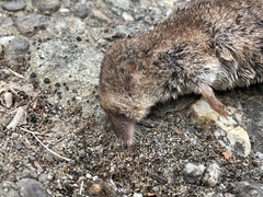 Sorex vagrans