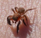 Euophrys rufibarbis