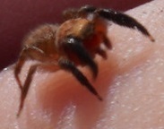 Euophrys rufibarbis