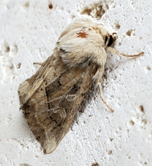 Luperina dumerilii