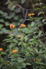 Lantana