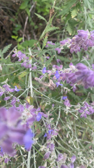 Salvia yangii