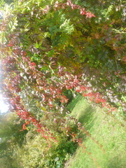 Parthenocissus quinquefolia