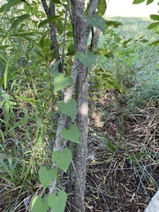 Ipomoea amnicola