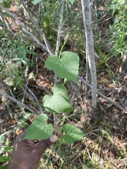 Ipomoea amnicola