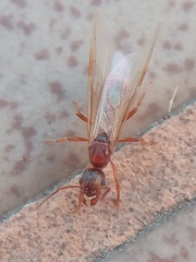 Myrmica rubra