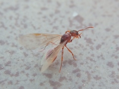 Myrmica rubra