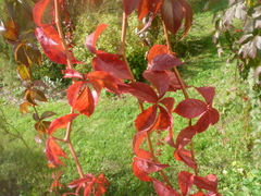 Parthenocissus quinquefolia