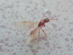 Myrmica rubra