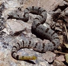 Crotalus lepidus klauberi