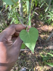 Ipomoea amnicola