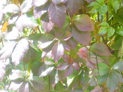 Parthenocissus quinquefolia