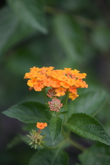 Lantana