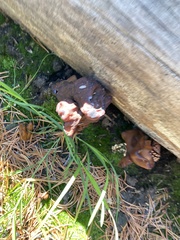 Gyromitra infula