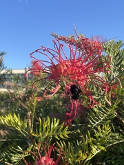 Xylocopa californica