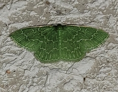 Synchlora frondaria