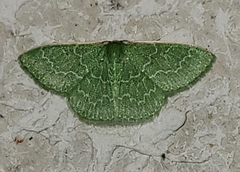 Synchlora frondaria