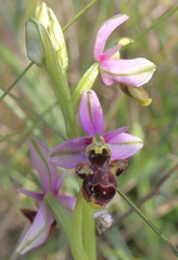 Ophrys scolopax