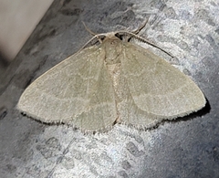 Chlorochlamys