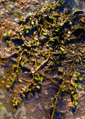 Bacopa monnieri