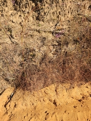 Schizachyrium tenerum