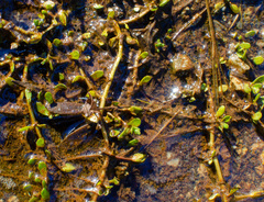 Bacopa monnieri