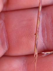 Schizachyrium tenerum