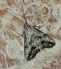 Evergestis simulatilis