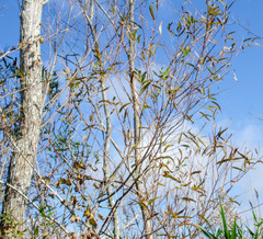 Salix caroliniana