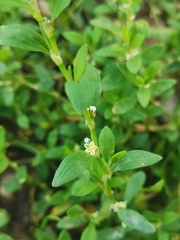 Polygonum aviculare
