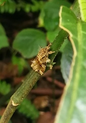 Callopistria flavitincta