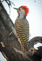 Chloropicus fuscescens