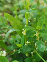 Polygonum aviculare