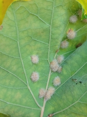 Neuroterus floccosus