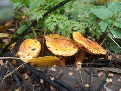 Pholiota lucifera