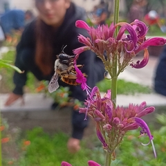 Xylocopa tabaniformis azteca