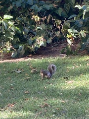 Sciurus carolinensis