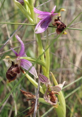 Ophrys scolopax