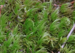 Dicranum polysetum