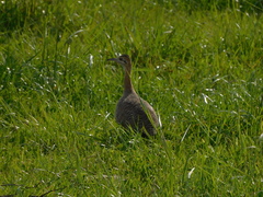 Rhynchotus rufescens