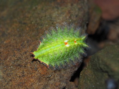 Isa textula