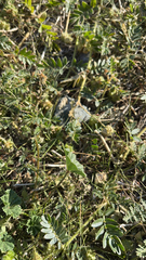 Tribulus terrestris