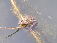 Pelophylax kurtmuelleri