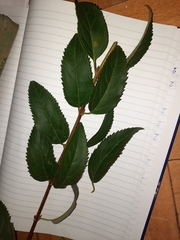 Rhamnus cathartica