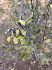 Cercocarpus