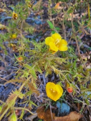 Aureolaria pectinata