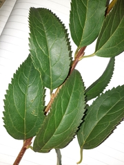 Rhamnus cathartica